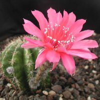 Echinopsis-Hybr. Roth 23