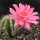 Echinopsis-Hybr. Roth 23