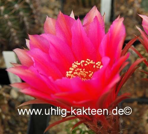 Echinopsis-Hybr. Roth 62