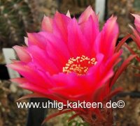 Echinopsis-Hybr. Roth 62