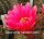 Echinopsis-Hybr. Roth 62