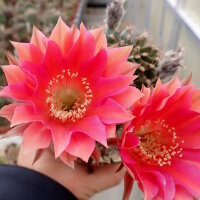 Echinopsis-Hybr. Roth 69