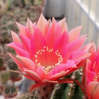 Echinopsis-Hybr. Roth 69