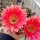 Echinopsis-Hybr. Roth 69