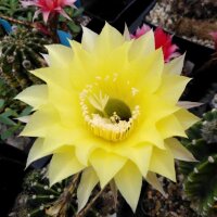 Echinopsis-Hybr. Roth H 2