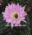 Echinopsis-Hybr. Waltraud