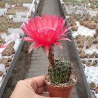 Echinopsis-Hybr. Rubin von Muggensturm Serie 334