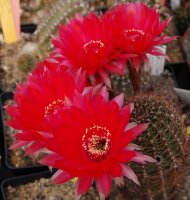 Echinopsis-Hybr. Rubin von Muggensturm Serie 334