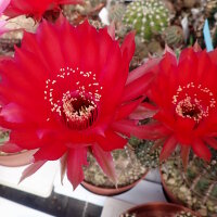 Echinopsis-Hybr. Rubin von Muggensturm Serie 334