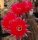 Echinopsis-Hybr. Rubin von Muggensturm Serie 334