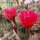 Echinopsis-Hybr. Rubin von Muggensturm Serie 334