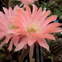 Echinopsis-Hybr. Salmon Queen Serie 388