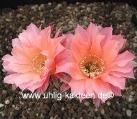 Echinopsis-Hybr. Salmon Queen Serie 388