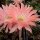 Echinopsis-Hybr. Salmon Queen Serie 388