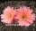 Echinopsis-Hybr. Salmon Queen Serie 388