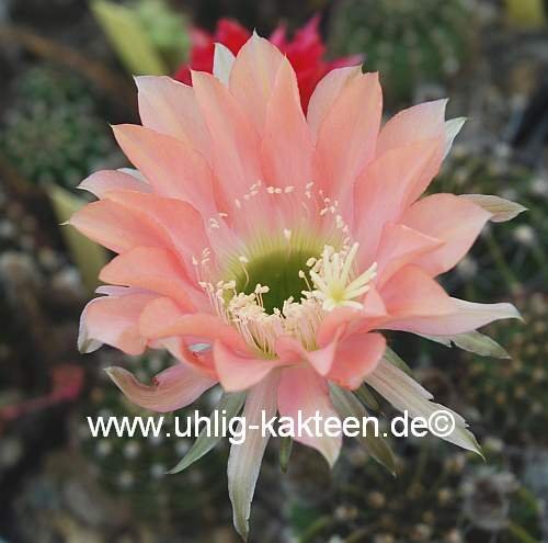 Echinopsis-Hybr. Salome