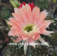 Echinopsis-Hybr. Salome