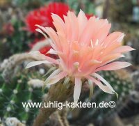 Echinopsis-Hybr. Salome