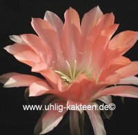 Echinopsis-Hybr. Salome