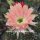 Echinopsis-Hybr. Salome