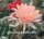Echinopsis-Hybr. Salome