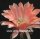 Echinopsis-Hybr. Salome