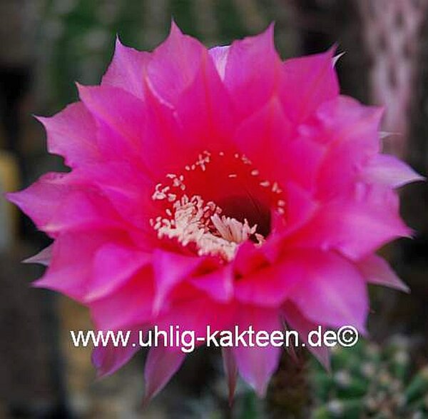 Echinopsis-Hybr. Sonata B Rheingold 215