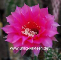 Echinopsis-Hybr. Sonata B Rheingold 215