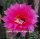 Echinopsis-Hybr. Sonata B Rheingold 215