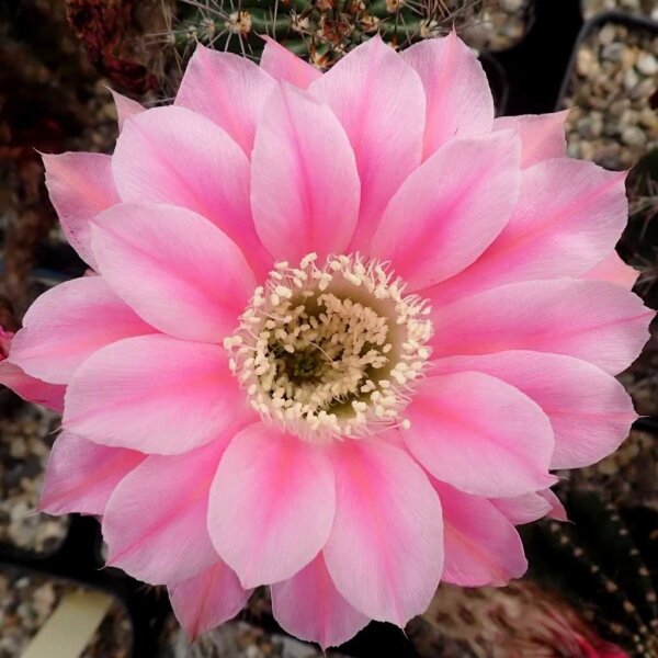 Echinopsis-Hybr. Stars and Stripes Serie 391