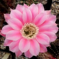 Echinopsis-Hybr. Stars and Stripes Serie 391