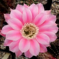 Echinopsis-Hybr. Stars and Stripes Serie 391
