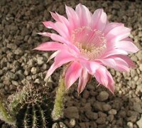 Echinopsis-Hybr. Stars and Stripes Serie 391
