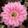 Echinopsis-Hybr. Stars and Stripes Serie 391