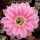 Echinopsis-Hybr. Stars and Stripes Serie 391