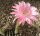 Echinopsis-Hybr. Stars and Stripes Serie 391