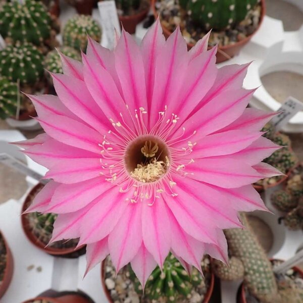 Echinopsis-Hybr. Sterntaler Rheingold 261