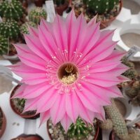 Echinopsis-Hybr. Sterntaler Rheingold 261