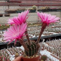 Echinopsis-Hybr. Sterntaler Rheingold 261