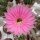Echinopsis-Hybr. Sterntaler Rheingold 261