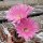 Echinopsis-Hybr. Sterntaler Rheingold 261