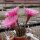 Echinopsis-Hybr. Sterntaler Rheingold 261