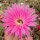 Echinopsis-Hybr. Sterntaler Rheingold 261