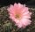 Echinopsis-Hybr. Sunset Serie 390