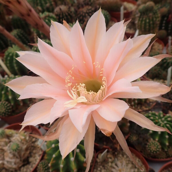 Echinopsis-Hybr. Terracotta Paramount Hybr. RIP 0/97