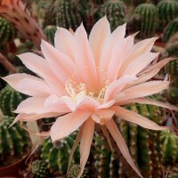 Echinopsis-Hybr. Terracotta Paramount Hybr. RIP 0/97