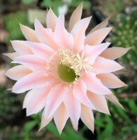 Echinopsis-Hybr. Terracotta Paramount Hybr. RIP 0/97