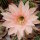 Echinopsis-Hybr. Terracotta Paramount Hybr. RIP 0/97