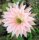 Echinopsis-Hybr. Terracotta Paramount Hybr. RIP 0/97