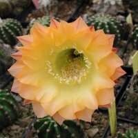 Echinopsis-Hybr. Tino